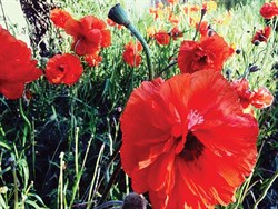 20211114 Remembrance